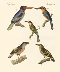 Beaux oiseaux étrangers